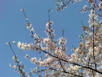 亀戸天神桜.jpg