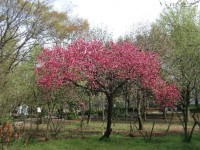 上板八重桜.jpg